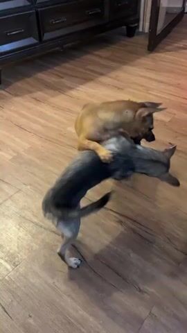 Two small to medium-sized dogs are playfully interacting on a light brown wooden floor indoors. One dog is light brown or tan with a short tail, while the other is dark grey with lighter markings and a curly tail, possibly a husky mix.

At the beginning of the video, the tan dog has its front paws on the back of the grey dog, which is looking down. The grey dog briefly sticks its tongue out as it turns its head. Both dogs then engage in a circling motion, sniffing each other and showing playful body language. The tan dog lowers its head towards the grey dog, suggesting playful nipping or further sniffing. The scene takes place in what appears to be a living area, with dark wooden furniture visible in the background. The dogs appear energetic and engaged in their play. There is background audio of someone speaking in a foreign language.