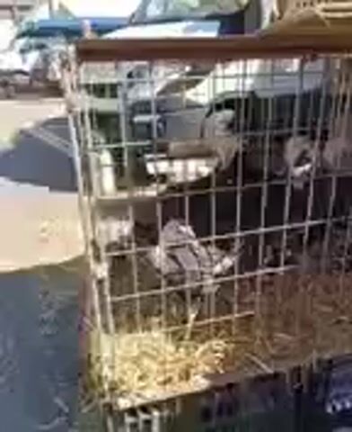 The video shows a close-up view of a wire cage containing several rabbits. The rabbits are mostly dark in color with some lighter markings. They appear to be lying down or resting in the straw bedding at the bottom of the cage. The cage itself is constructed of wire mesh and has a wooden frame around the top. The background is blurred, but it appears to be an outdoor setting with some sunlight. The camera is positioned very close to the cage, providing a detailed view of the animals and their enclosure.