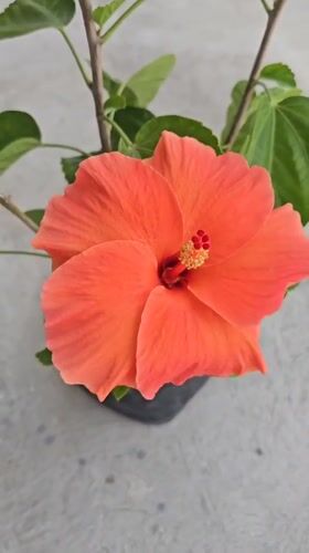 Orange hibiscus flower blooms in Guayaquil, Ecuador