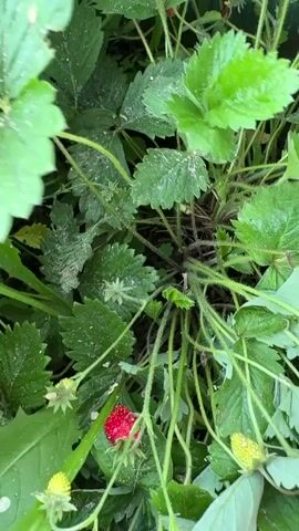 The video shows a close-up of a strawberry plant with lush green leaves. Several small strawberries are visible, some green and unripe, and one ripe red strawberry. A hand enters the frame, gently touching the leaves and the unripe strawberries. The camera then pans across the plant, focusing on the leaves and the developing fruit. The environment appears to be an outdoor garden, with soil visible beneath the plant. The overall impression is one of a person tending to or inspecting a strawberry patch.