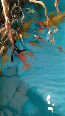 A high angle shot depicts various koi fish swimming in a pool of turquoise water, with a section of driftwood partially submerged in the top-left corner. The fish exhibit a variety of colors including orange, yellow, white, black and speckled combinations. The pool's surface reflects ambient light.