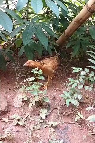 The video shows a hen walking in a backyard. The hen is brown with some black feathers in its tail. The backyard has red dirt and various plants. There are also some buckets and pieces of wood lying around. The hen walks around slowly and seems to be looking for food. The camera follows the hen as it moves.