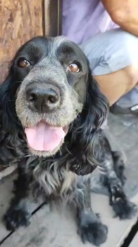 The video shows a close-up of a black and grey Cocker Spaniel dog sitting and looking at the camera with its tongue out. Its fur is wet and matted. Another dog, mostly white with black spots, approaches and licks the first dog on the snout. The background is blurry but appears to be outdoors with a wooden wall and a person's legs visible.