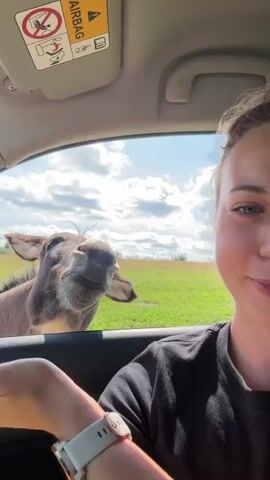 A close-up shot from inside a car shows a person's hand holding a carrot out of the open car window. A donkey's head is visible, with its muzzle extended towards the carrot. The donkey's ears are perked up, and it appears to be looking at the carrot. The background is a grassy field under a partly cloudy sky. The camera then pans to a young woman smiling at the camera, with the donkey and the field visible through the car window behind her. She is wearing a black t-shirt and a white smartwatch.