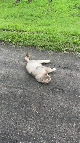 A light-colored cat with grey markings is lying on its back on a dark, asphalt-like surface. The cat is facing left with its head slightly turned towards the camera. Its paws are extended upwards and outwards. A patch of green grass is visible in the background, above the asphalt. The scene is outdoors and appears to be during the daytime.