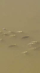 Late night fishing activity observed in Da Lat waterway