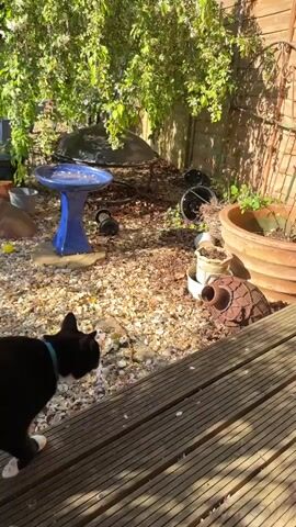 A black and white cat, sporting white paws and a light green collar, walks from a wooden deck onto a gravel path in a sunny backyard garden. The cat's tail is raised and it appears to be exploring its surroundings. In the background, there's a blue bird bath, a black barbecue or fire pit, various terracotta and plastic pots (some empty, some containing small plants), a metal garden trellis, and a wooden fence. The ground is covered with light-colored gravel and some fallen leaves. The sunlight casts strong shadows, indicating a bright, clear day, likely late morning or afternoon in Hitchin, United Kingdom. No people or visible text are present in the video.