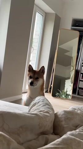 A shiba inu dog peeks its head over a duvet on a bed, licking its nose. The dog is in a bedroom with a large mirror and an open closet visible in the background. The dog retreats under the duvet and then reappears, looking towards the camera.