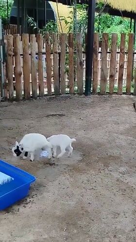 Goats roam a rustic outdoor enclosure in Da Lat