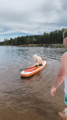 Samoyed and owner share a paddleboard on a Russian lake