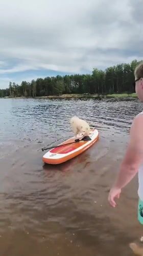 Samoyed and owner share a paddleboard on a Russian lake