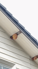 Residential scenes documented in Da Lat Vietnam including wasp nest
