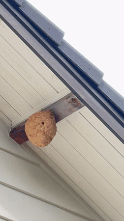 Residential scenes documented in Da Lat Vietnam including wasp nest
