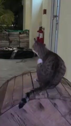 The video shows a tabby cat sitting on a large wooden spool. The cat is facing away from the camera at first, but then turns its head to look at the camera. The cat's eyes are bright blue. Behind the cat is a building with a fire extinguisher on the wall. There are also some wooden pallets and a palm tree in the background. The scene is dimly lit.