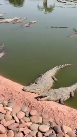 The video depicts a large group of crocodiles in a pond. Many crocodiles are basking on the reddish-brown bank of the pond, while others are partially submerged in the murky green water. The pond is surrounded by a red earthen bank and is lined with rocks in places. In the background, there's a low wall or fence, sparse vegetation, and what appears to be a sandy terrain. The video pans across the scene, focusing on the crocodiles clustered along the water's edge and those floating in the water. The overall setting appears to be a crocodile farm or zoo.