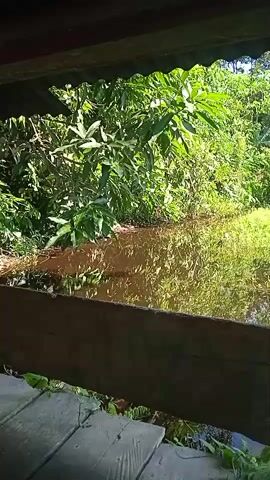 A shallow body of murky water reflects the surrounding lush green foliage under the shade of a wooden structure. The water is still, with a few patches of green algae or aquatic plants visible on the surface. The vegetation is dense, with large leaves on the trees and smaller plants growing along the water's edge. Sunlight filters through the leaves, creating dappled patterns on the water and ground. The foreground shows the wooden planks of the structure, weathered and aged. The overall impression is one of a serene, natural environment.