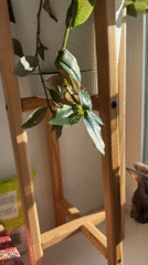 Sweater-wearing hairless cat investigates houseplant in Kazan home