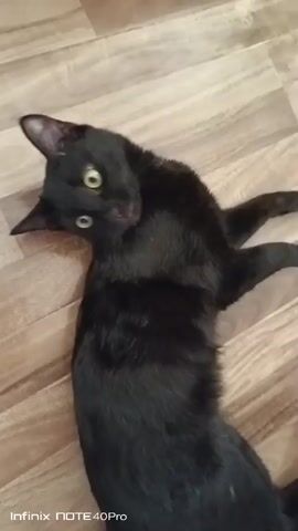 A black cat is being petted by a human hand on a wooden floor. The cat appears to be playful and is nipping at the fingers. The setting is indoors, with a wooden floor that has a light brown, plank-like pattern. The lighting suggests it is daytime. The bottom of the frame shows the text "Infinix NOTE 40Pro". The location context is Roghun, Tajikistan.