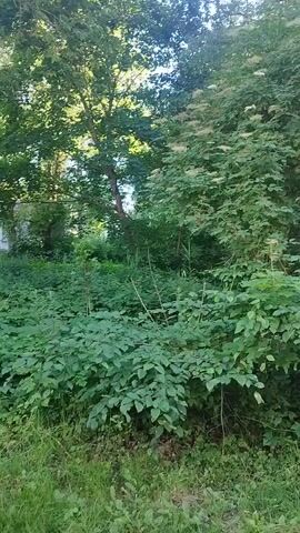 The video displays a dense, overgrown natural environment with lush green foliage. Tall trees with abundant leaves form a canopy overhead, allowing dappled sunlight to penetrate. In the foreground, various shrubs and plants with broad leaves create a thick undergrowth. Some of these plants have clusters of small, pale flowers or seed heads. The ground is covered in grass and fallen leaves. In the background, a portion of a light-colored building with windows is visible through the trees and vegetation, suggesting the proximity of human habitation. The scene is still and quiet, with no visible movement or activity. The overall impression is one of a secluded, natural area that is either wild or unkempt.