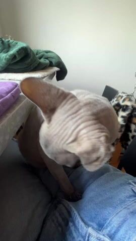 The video shows a Sphynx cat sitting on a person's lap. The cat is light gray and wrinkly. It moves its head and looks at the camera. The background is a room with a window, a table with items on it, and a chair with a leopard print cushion. The person's lap is covered with a blue blanket.