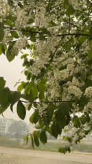 Spring blossoms documented in early morning Birobidzhan street scenes