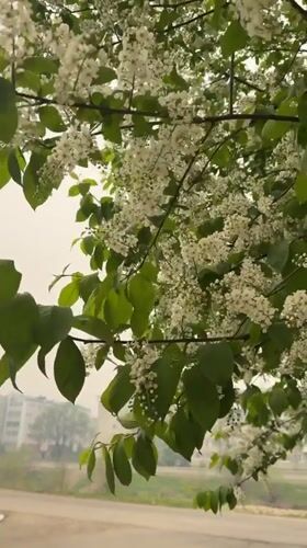 Spring blossoms documented in early morning Birobidzhan street scenes