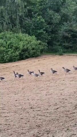 The video begins with a group of geese walking on a sandy bank. The scene then shifts to the same group of geese on a sandy beach next to a body of water. The geese then enter the water and begin swimming. The video ends with a large group of geese swimming in the water, with an orange buoy visible in the background. The environment appears to be a natural setting with trees and foliage surrounding the water.