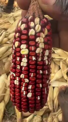 An individual with dark skin holds a vibrant ear of corn, with its kernels a mix of deep red and white, against a backdrop of dried corn husks. The kernels are neatly arranged in rows, and the ear is held by its stem. Another person's foot is visible in the lower right corner of the frame.