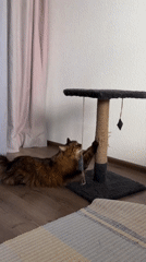 Fluffy tabby cat at home in Kyiv, playing and relaxing