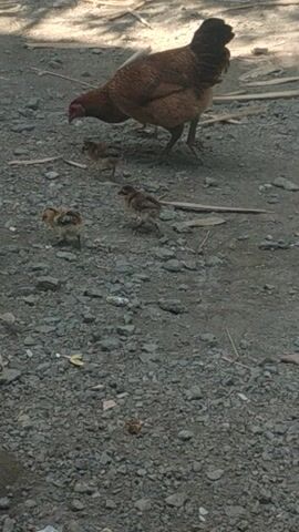 A hen with four chicks walks on a dirt and gravel path. The hen is brown and the chicks are small and brown. The path is lined with dry leaves and twigs. Sunlight filters through trees, creating shadows on the ground. The video is shot from a high angle, looking down at the chickens.