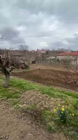 The video shows a rural scene on an overcast day. In the foreground, there is a patch of grass and yellow daffodils. Beyond that, a recently plowed field stretches towards a small village with houses having red-tiled roofs. A single white stork stands in the middle of the plowed field. There are bare trees bordering the field. The sky is filled with grey clouds. A tractor's engine can be heard in the background.