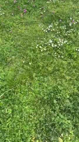 A person wearing black athletic shoes and black pants walks on a grassy lawn. The lawn is covered in grass, white daisies, and purple clover. The camera appears to be following the walker and the view is from above.