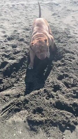 A brown dog with blue eyes is playing in the sand at the beach. The dog is digging in the sand with its paws and appears to be enjoying itself. The sun is shining and there are shadows on the sand. The dog is wearing a collar.