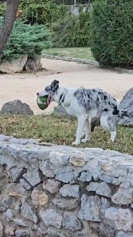 A border collie with grey and white markings is on its hind legs, gripping a green object in its mouth. The dog is positioned on a patch of grass behind a low stone wall. In the background, there are trees, bushes, and a dirt path. The dog appears to be struggling to hold onto the object.