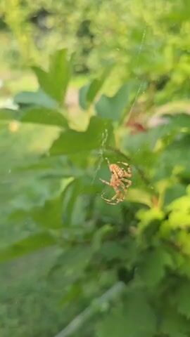 A close-up shot shows a spider hanging from its web between green leaves. The spider is brown with dark markings on its legs and body. The background is a blur of green foliage, suggesting an outdoor environment. The camera is slightly out of focus, creating a soft, naturalistic feel. The spider appears to be stationary, though its legs are slightly splayed.
