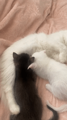 Mother cat, kittens, and blooming roses observed in Çekmeköy