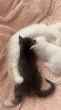 Mother cat, kittens, and blooming roses observed in Çekmeköy