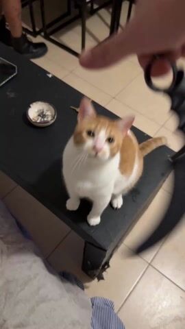 Here's a detailed description of the video:

A person is playing with a cat using a black karambit-shaped object on a black coffee table. The cat is orange and white. It stands on its hind legs and tries to swat at the object. Another person, wearing a skirt or dress and boots, is standing behind the table but isn't directly interacting with the cat. The table has a small dish with what looks like tiny figurines in it. The floor is tiled. There is music playing in the background.