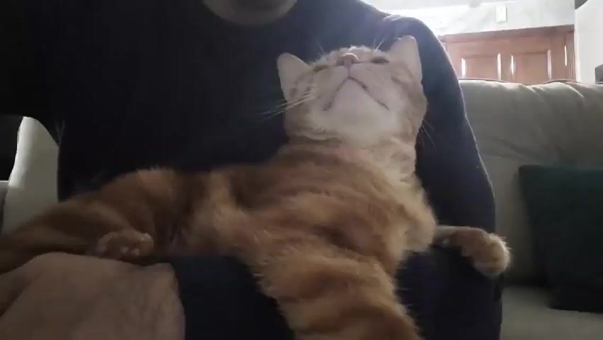 A person wearing a dark blue shirt sits on a couch holding a long-haired, orange tabby cat. The cat lies on its back in the person's arms, its head tilted back with its eyes closed. The background includes a beige couch, a green pillow, and a wooden cabinet.