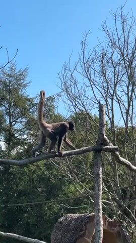 The video captures a monkey in a tree. The monkey, with dark fur, is perched on a thick branch, its body bent. In the background, a clear blue sky is visible above a dense canopy of green trees and bare branches of a deciduous tree. The monkey shifts its position, moving its limbs and head as it navigates the branches. Another monkey is partially visible on a branch to the right. The scene appears to be an outdoor enclosure, possibly a zoo or wildlife park, given the presence of artificial supports for the branches and a log in the foreground.