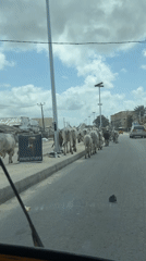Cattle herd walks along street in Ado, Nigeria