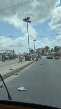 Cattle herd walks along street in Ado, Nigeria