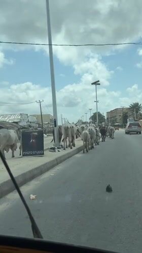 Cattle herd walks along street in Ado, Nigeria