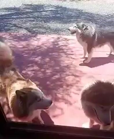 Three Siberian huskies stand on a red-painted patio outside a glass door. One husky, with white and tan fur, stares directly at the camera. Another husky, tan and brown, turns its head, and the third, gray and white, faces sideways. Tree shadows are cast on the patio. The ground beyond the patio looks sandy with scrub vegetation.