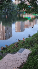Lakeside park visit at golden hour, city towers reflected in water