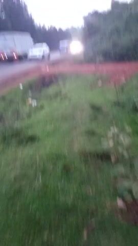 The video shows a rural road at dusk, with green grass in the foreground.  Several vehicles pass by, including a large white truck, a bus, and a silver car.  A dark SUV later drives down the road.  There is scattered litter along the roadside. Trees line the edge of the road on both sides. The sky is overcast.  The camera appears to be hand-held and is moving slightly.