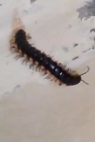 A black millipede with orange spots is moving on a light-colored surface. The millipede has many legs and is segmented. Its head is facing the right side of the frame, and its body curves to the left. The surface appears to be textured and uneven, with some darker gray markings. The lighting is bright, creating a shadow from the millipede. The video is a close-up shot of the millipede.