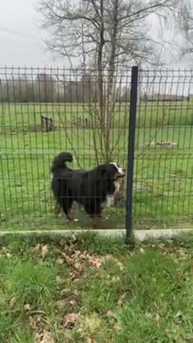 The video shows a black, white, and brown Bernese Mountain Dog standing behind a metal wire fence in a grassy yard. The dog is facing right and barking. Beyond the fence is a lawn with some bare trees and an outbuilding. The sky is overcast. The camera is static.