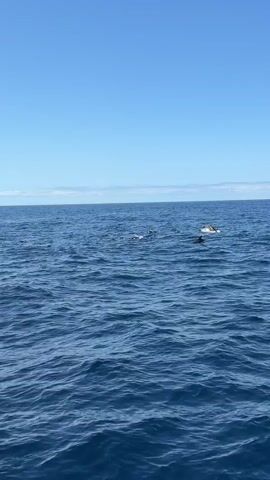 The video depicts a group of dolphins jumping out of the water in the open ocean. The sea is a deep blue, and the sky is a clear, bright blue with a few clouds near the horizon. The camera appears to be on a boat, moving steadily across the water as it captures the dolphins' activity. There are multiple dolphins visible at once, some breaching the surface entirely while others are seen closer to the water line.