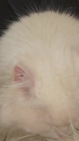 This media file features a close-up view of a fluffy white cat. The cat's face, ears, and chest are prominently displayed. Its eyes are a striking yellow-green, and its nose and inner ears are a delicate pink. The cat's fur is long and appears soft, creating a luxurious texture.

The cat's gaze shifts throughout the short clips, sometimes looking directly at the camera with an alert expression, and at other times looking downwards or slightly to the side, suggesting it might be resting or observing something. The lighting appears to be indoor, possibly natural light, given the soft illumination and lack of harsh shadows. The background is mostly out of focus but hints at a textured surface, possibly furniture or fabric.

There is no visible text in the media file. The context provided places the scene in Al Hadaba, Egypt. The clips capture candid moments of the cat, highlighting its physical appearance and subtle movements. The overall impression is one of a peaceful and well-groomed domestic animal.